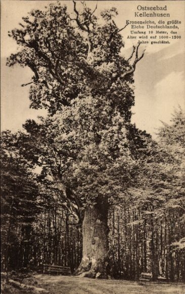 Postcard Ostseebad Kellenhusen in Holstein, Crown Oak