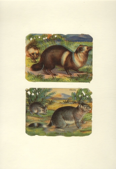 2 wafers / glossy pictures marten and chinchilla, each approx. 8.5 x 11.5 cm