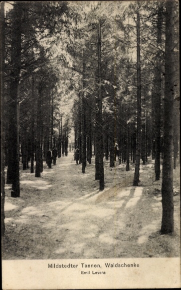 Ak Mildstedt in Nordfriesland, Tannen, Waldschenke, Wald