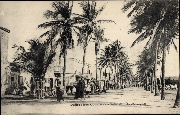 KP Saint Louis Senegal, Avenue des Cocotiers