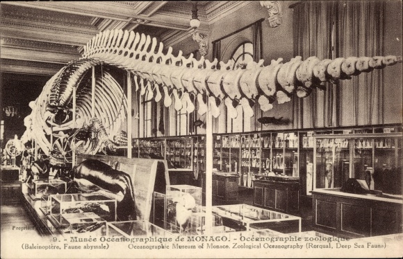 Postcard Monaco, Musee Oceanographique, Skeleton, Whale