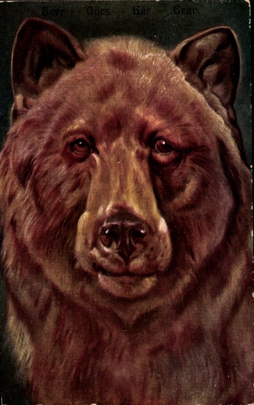 Artist Postcard Fromme, Ludwig, brown bear, animal portrait