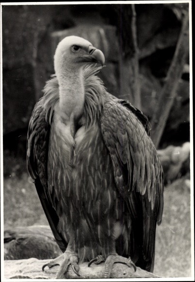 Photo Geier, Tierportrait, Vogel, Raubvogel