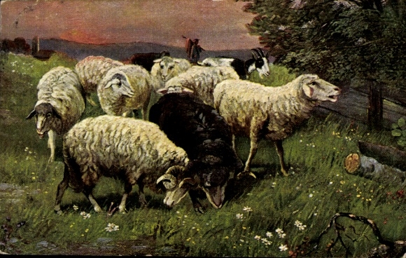 Ak Schafe und Ziege auf der Wiese, Viehzucht