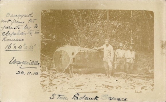 Foto Ak India, Padauk
