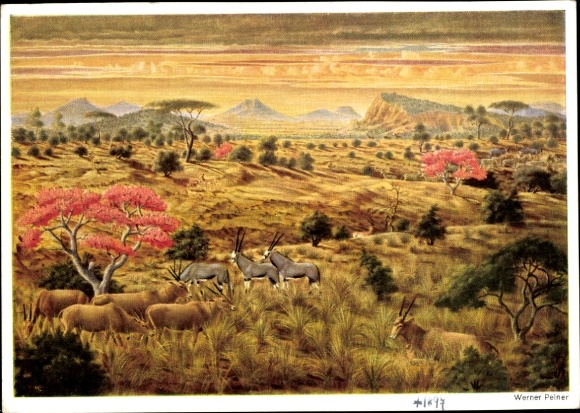 Artist Postcard Peiner, Werner, African steppe morning, antelopes, gazelles