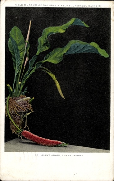 Postcard Giant Tortoise, Anthurium