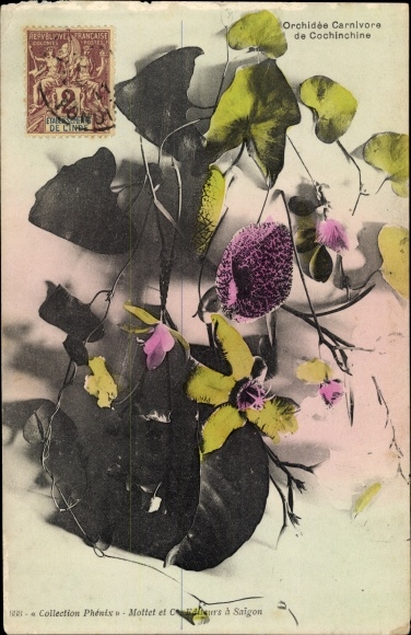 Postcard Orchidee Carnivore de Cochinchine