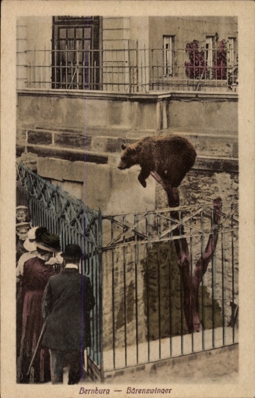 Postcard Bernburg an der Saale, bear enclosure, brown bear