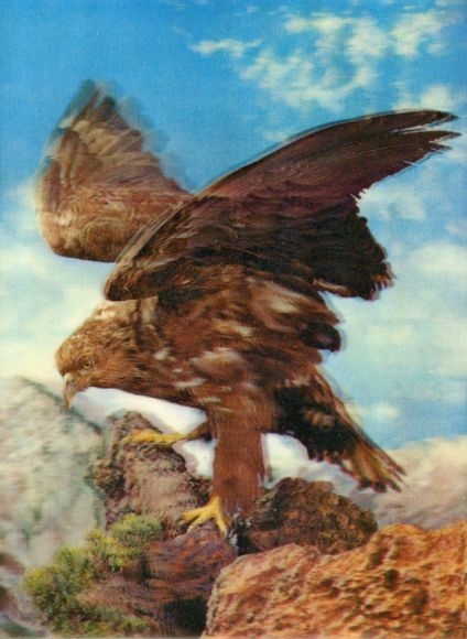 3 D Postcard Eagle on Rock