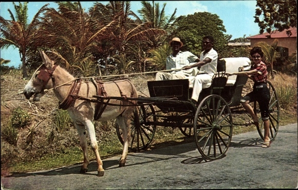 Postcard Barbados, Old Donkey Drawn Buggy on Country Road