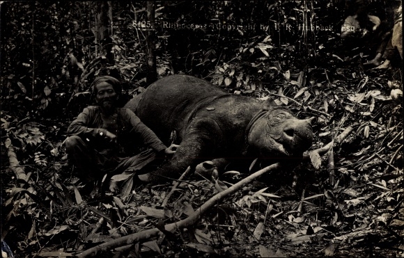 Foto Ak Mann mit erlegtem Nashorn, Nashornjagd