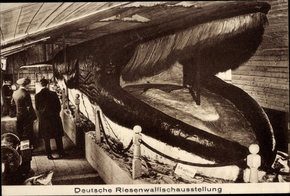 Postcard German giant whale exhibition, whale
