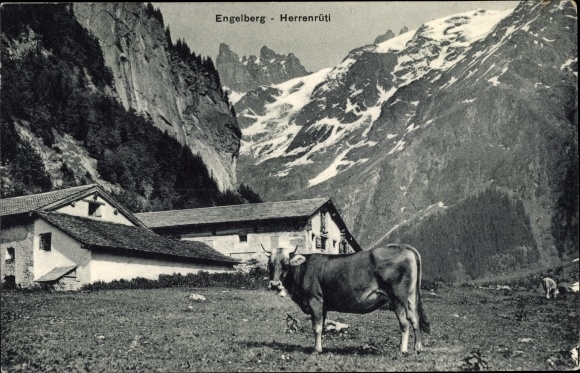 KP Engelberg Kanton Obwalden Szwajcaria, Herrenrütli, Alm, Krowa, Masyw