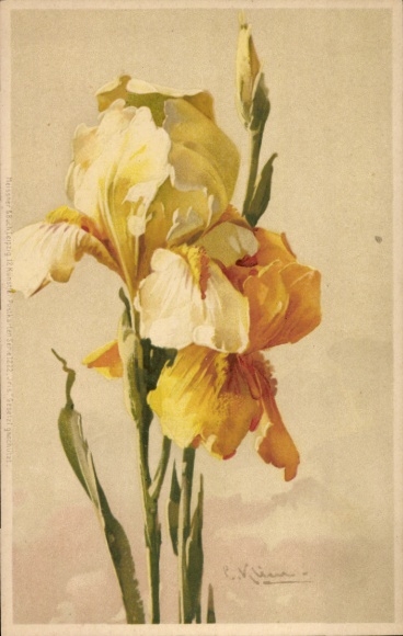 Artist Chromo-Litho Klein, Catharina, Yellow Iris, Meissner & Buch 1222
