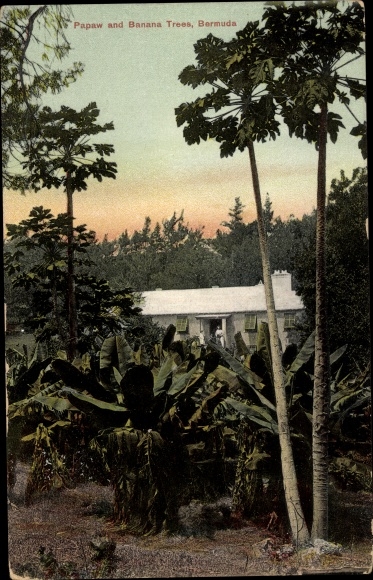And Bermuda, Papaw and Banana Trees