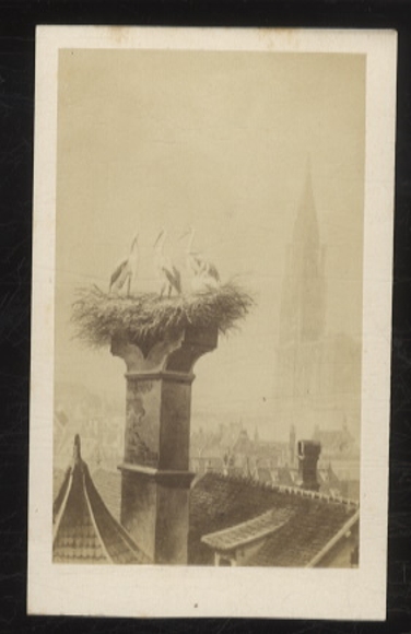 CdV Photo Strasbourg Strasbourg Alsace Bas Rhin, storks in the nest