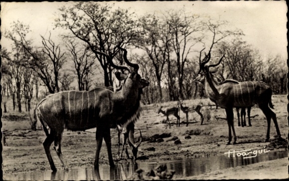Postcard Faune Africaine, Grands Koudous