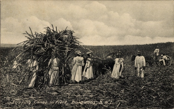 Postcard Barbados BWI, loading sugar cane onto field