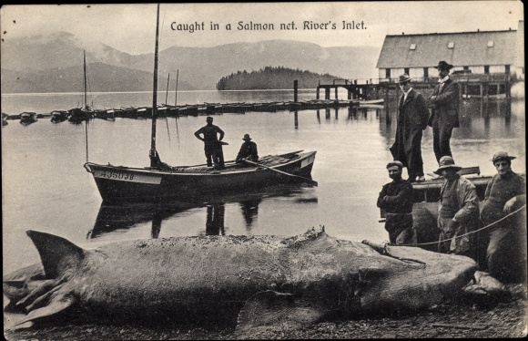 Ak British Columbia Kanada, Caught in a Salmon net, River's Inlet, Wal