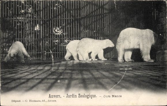 Postcard Anvers Antwerp Flanders, Polar bears in the Antwerp Zoo