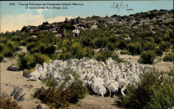 Postcard Mexico, young pelicans on Coronado Island