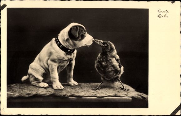 Postcard Dog and Raven, Friendship