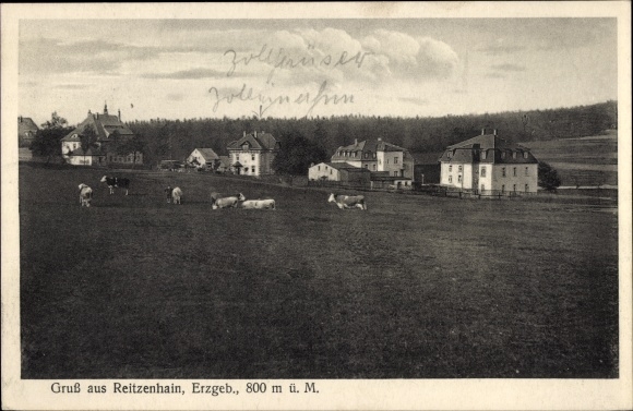 Ak Reitzenhain Marienberg in het Ertsgebergte, douanekantoren, koeien