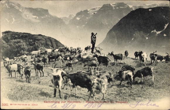 KP Rigi Staffel, kanton Schwyz, pasterz wraca do domu, stado kóz