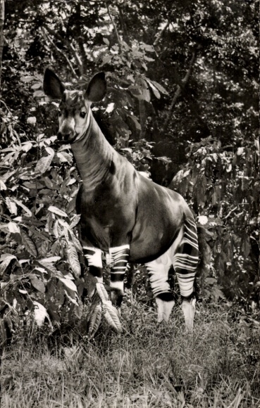 Postcard Okapi, short-necked giraffe