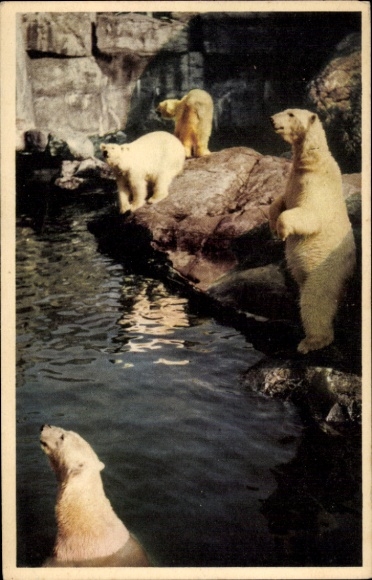 Postcard Skansen Stockholm Sweden, polar bears