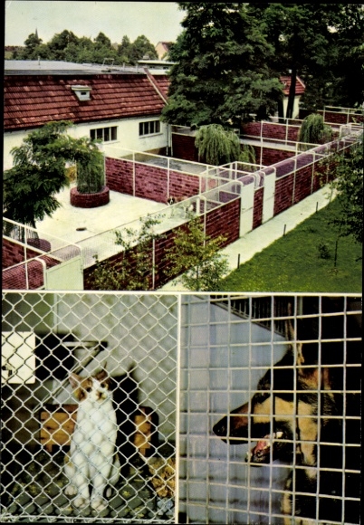 Postcard Berlin Steglitz Lankwitz, animal shelter Lankwitz, accommodation for cats and dogs, German Shepherd