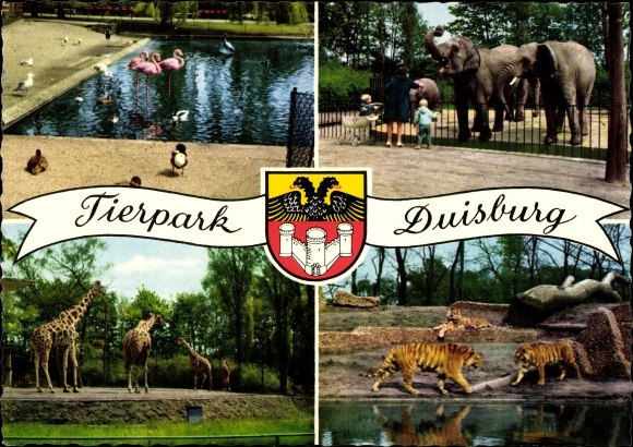 Postcard Duisburg in the Ruhr area, zoo, flamingos, elephants, tigers, giraffes