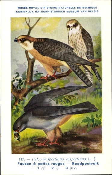 Artist PC Dupond, Hub., Falco vespertinus, Rotfußfalke