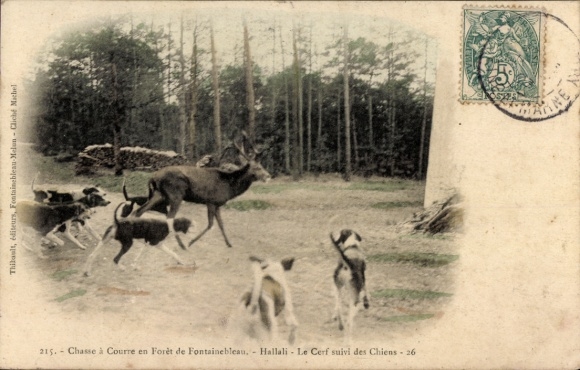 Ak Fontainebleau Seine et Marne, Hirschjagd, Hunde, Wald,  Hallali