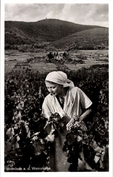 Postcard grape harvest on the wine route, woman in the vineyard
