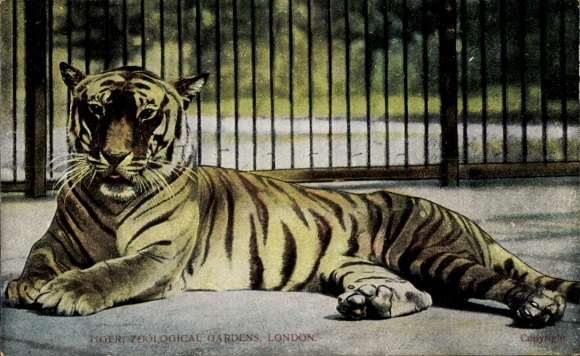 Postcard Zoological Garden in London, Tiger