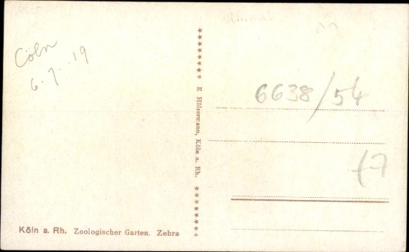 Postcard Cologne on the Rhine, Zoological Garden, Zebra