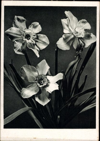8 old PCs flowers, various motifs