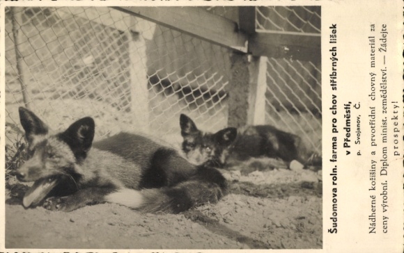 Postcard Předměstí Przedmiesti Svojanov Swojanov Region Pardubice, Šudomova fox farm