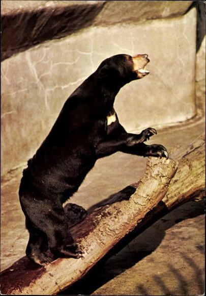 10 old PC bears, raccoons, various views