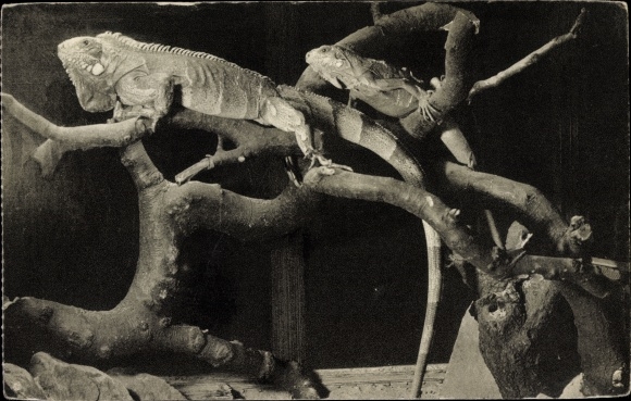 Postcard Paris, Jardin des Plantes, National Museum of Natural History, Vivarium, Iguana, Leguan