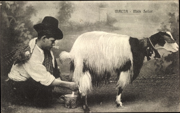 Postcard Macta Malta, Maltese Milk Seller, Goat being milked