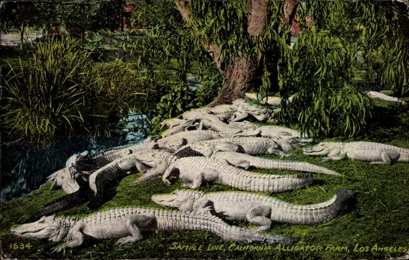 Postcard Los Angeles California USA, Alligator Farm