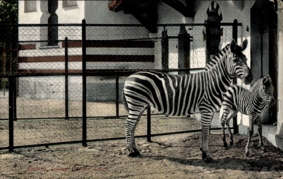 Postcard Bâle Basel City Switzerland, Zebras in the Zoo
