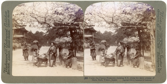 Stereo Photo Tokio Tokyo Japan, Main avenue of Shiba Park, Under the Cherry Blossoms
