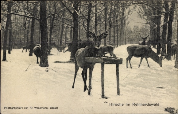 PC Holzhausen am Reinhardswald Immenhausen in Hesse, deer, winter