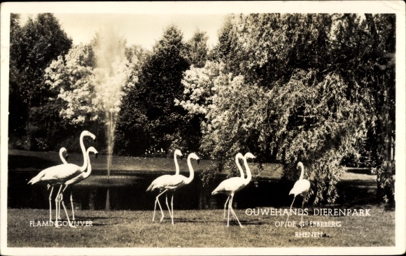 Postcard Flamingos at a pond, Rhenen Utrecht Netherlands, zoo