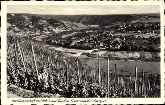 Ak Niederemmel Piesport an der Mosel, Mosellandschaft, Weinberge, Müstert