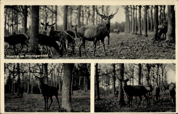 Ak Hirsche im Thüringerwald
